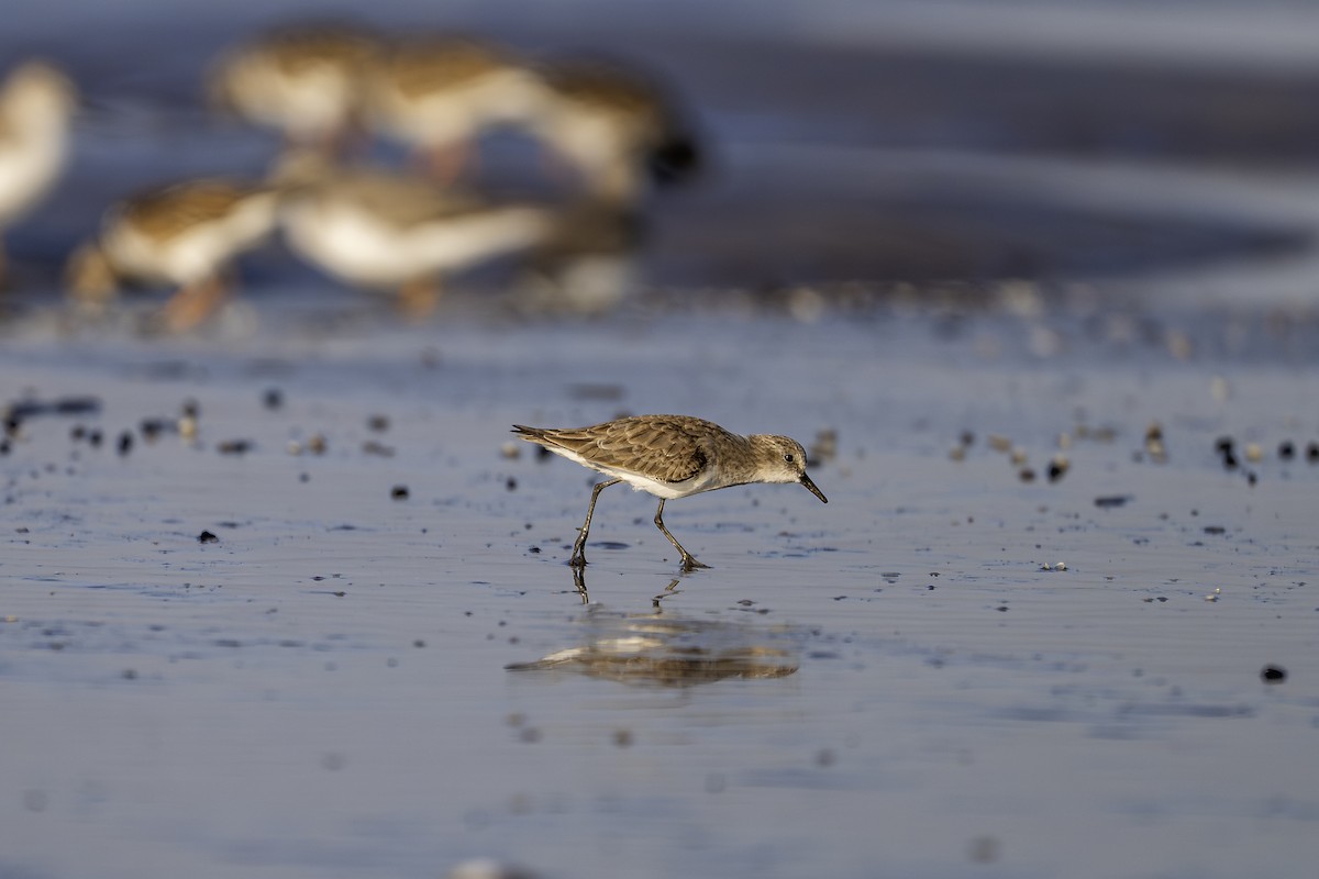 Küçük Kumkuşu - ML647548193