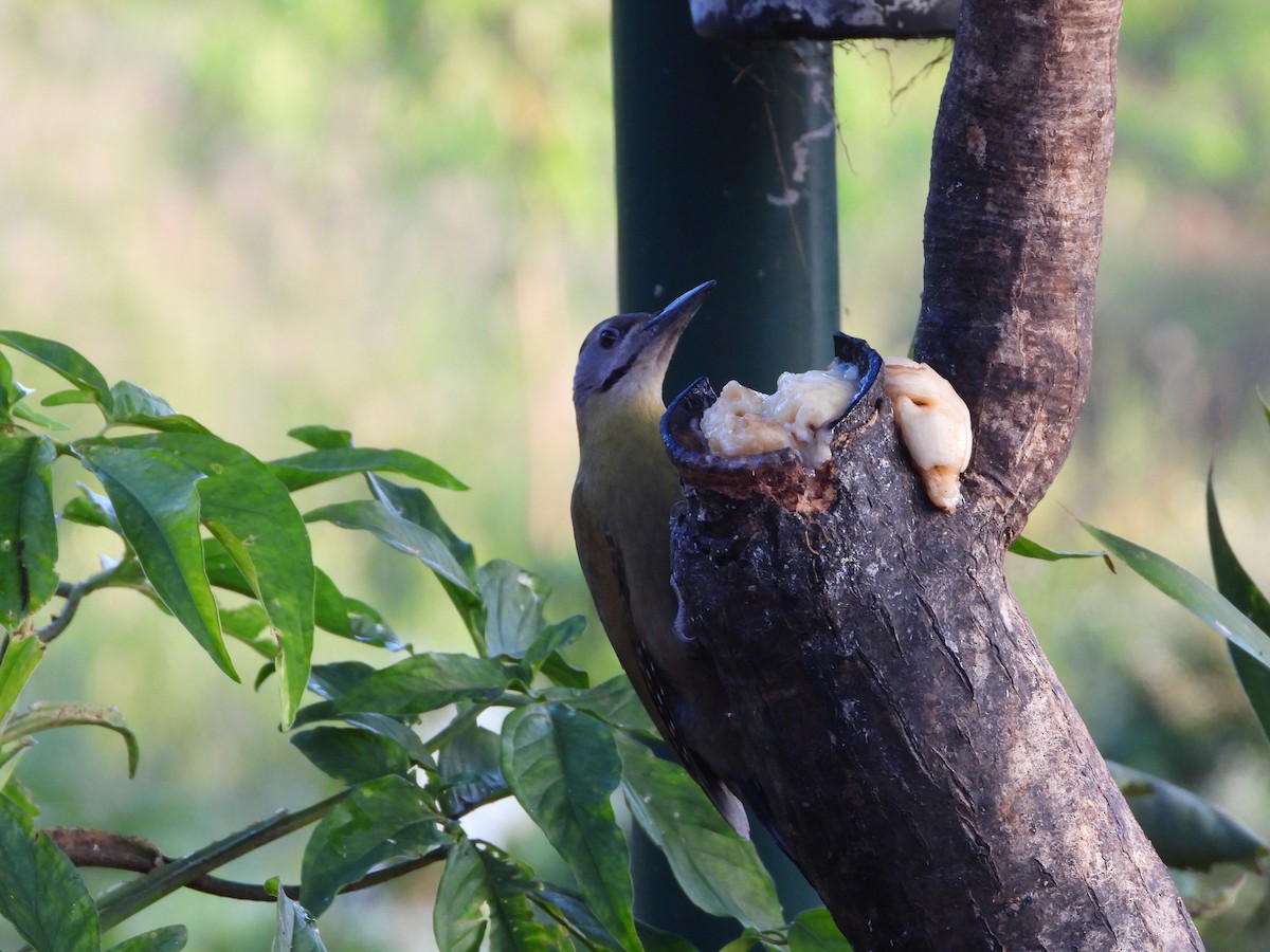 Pic cendré (groupe guerini) - ML647548255