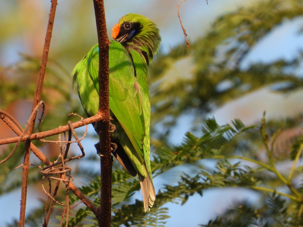 Золотолобая листовка - ML647548257