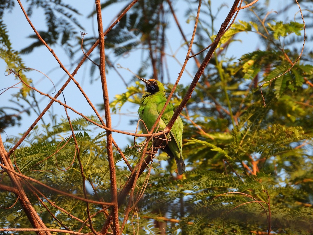 Золотолобая листовка - ML647548258