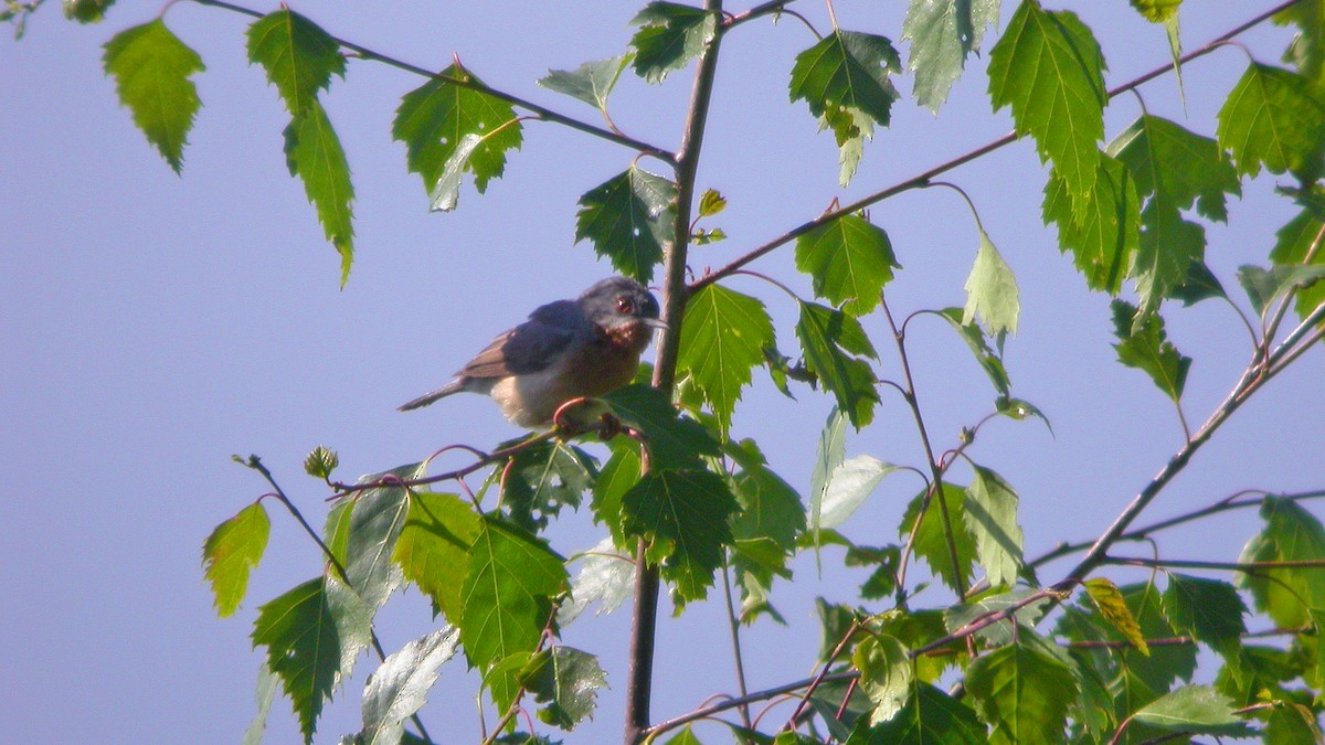Western Subalpine Warbler - ML647548259