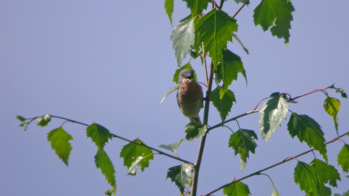 Western Subalpine Warbler - ML647548260
