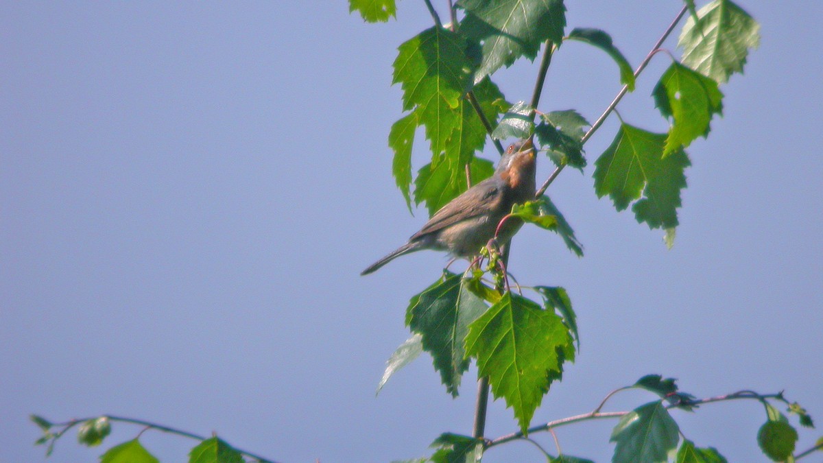 Western Subalpine Warbler - ML647548261