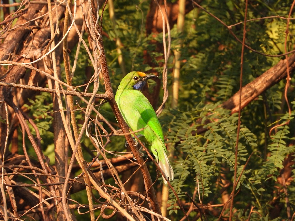 Золотолобая листовка - ML647548264