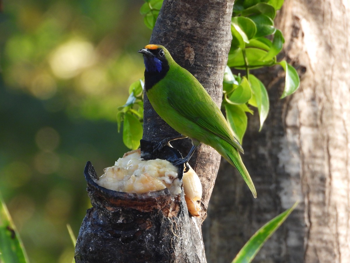 Золотолобая листовка - ML647548266