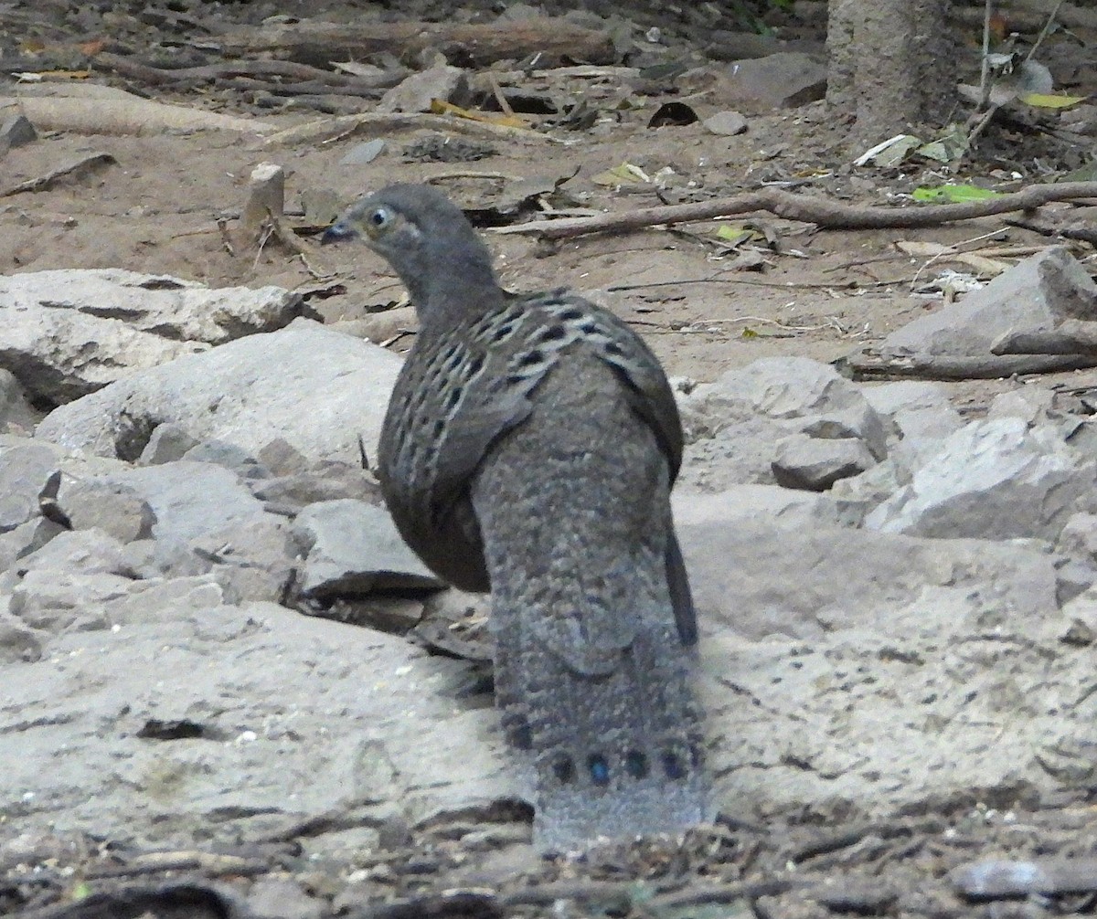 Éperonnier chinquis - ML647548279