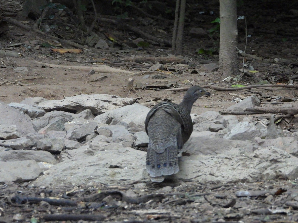 Éperonnier chinquis - ML647548280