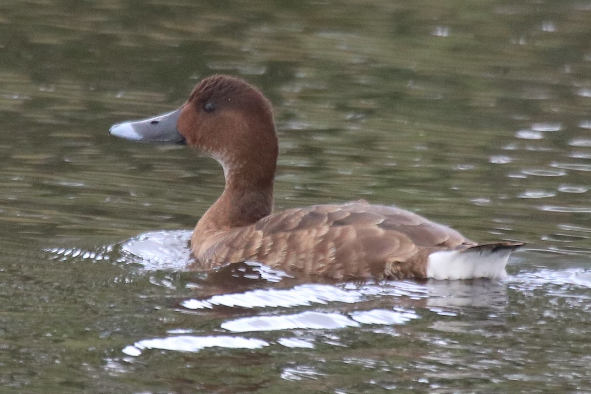 Hardhead - ML647548292