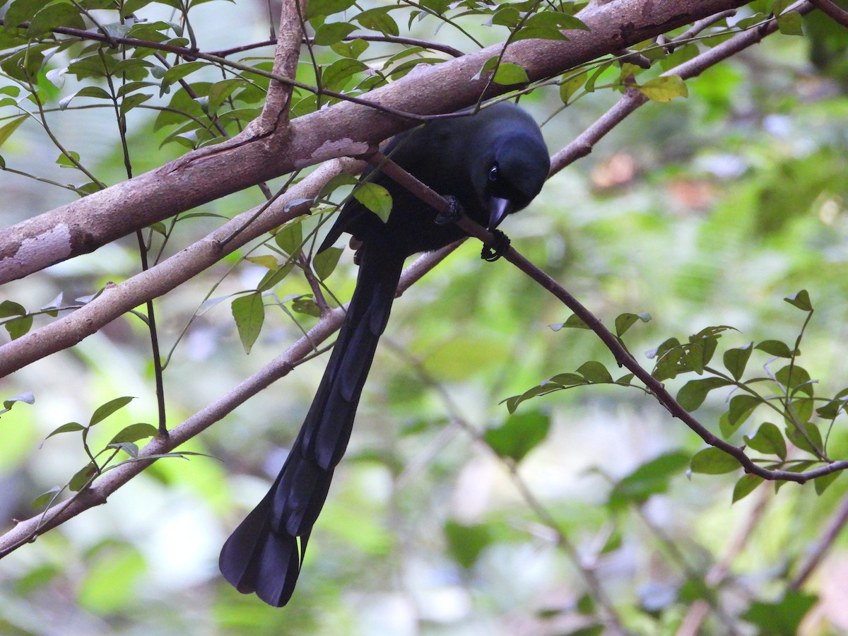 Racket-tailed Treepie - ML647548293