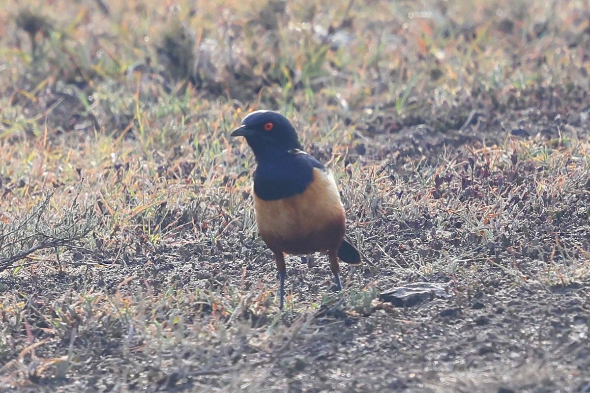 Hildebrandt's Starling - ML647548297