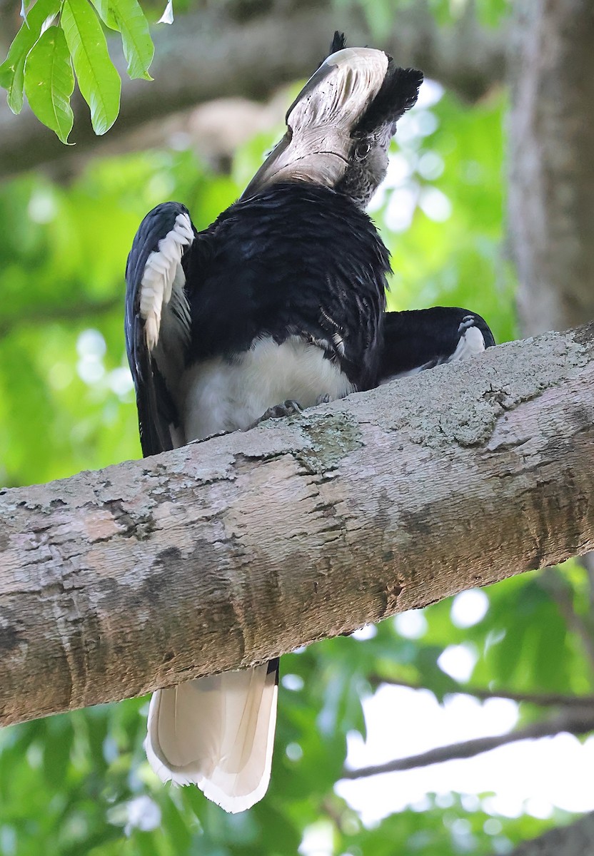 Black-and-white-casqued Hornbill - ML647548339