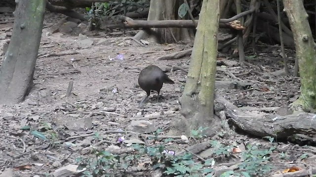 Серый павлиний фазан - ML647548358