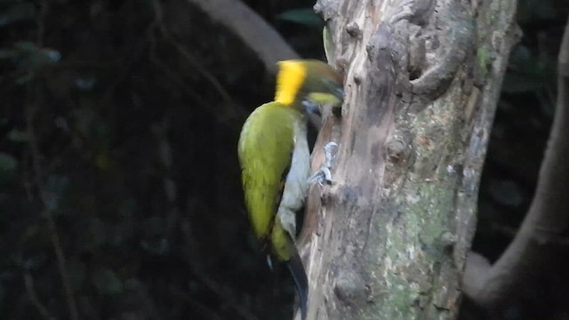 Большой желтохохлый дятел - ML647548361