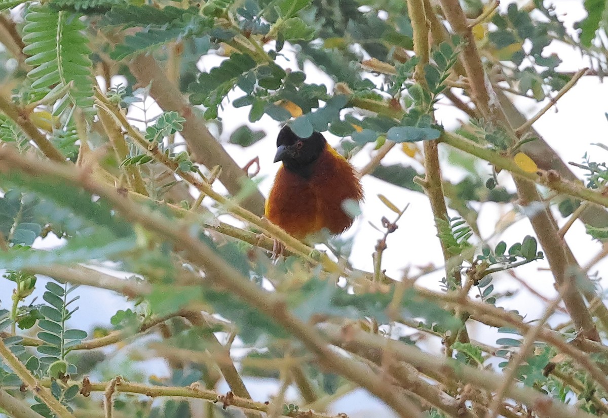 Golden-backed Weaver - ML647548386