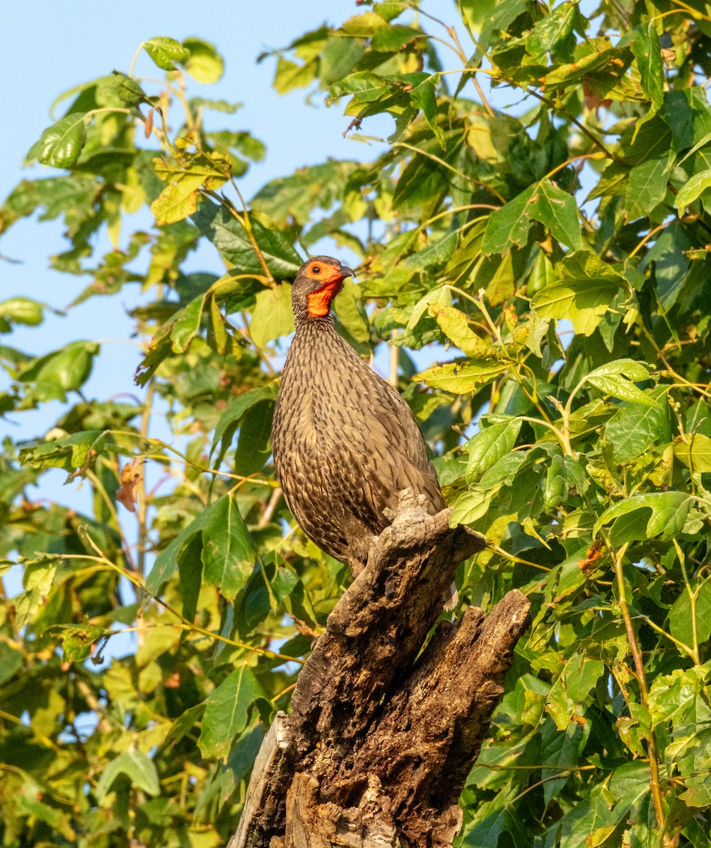 Swainson's Spurfowl - ML647548390