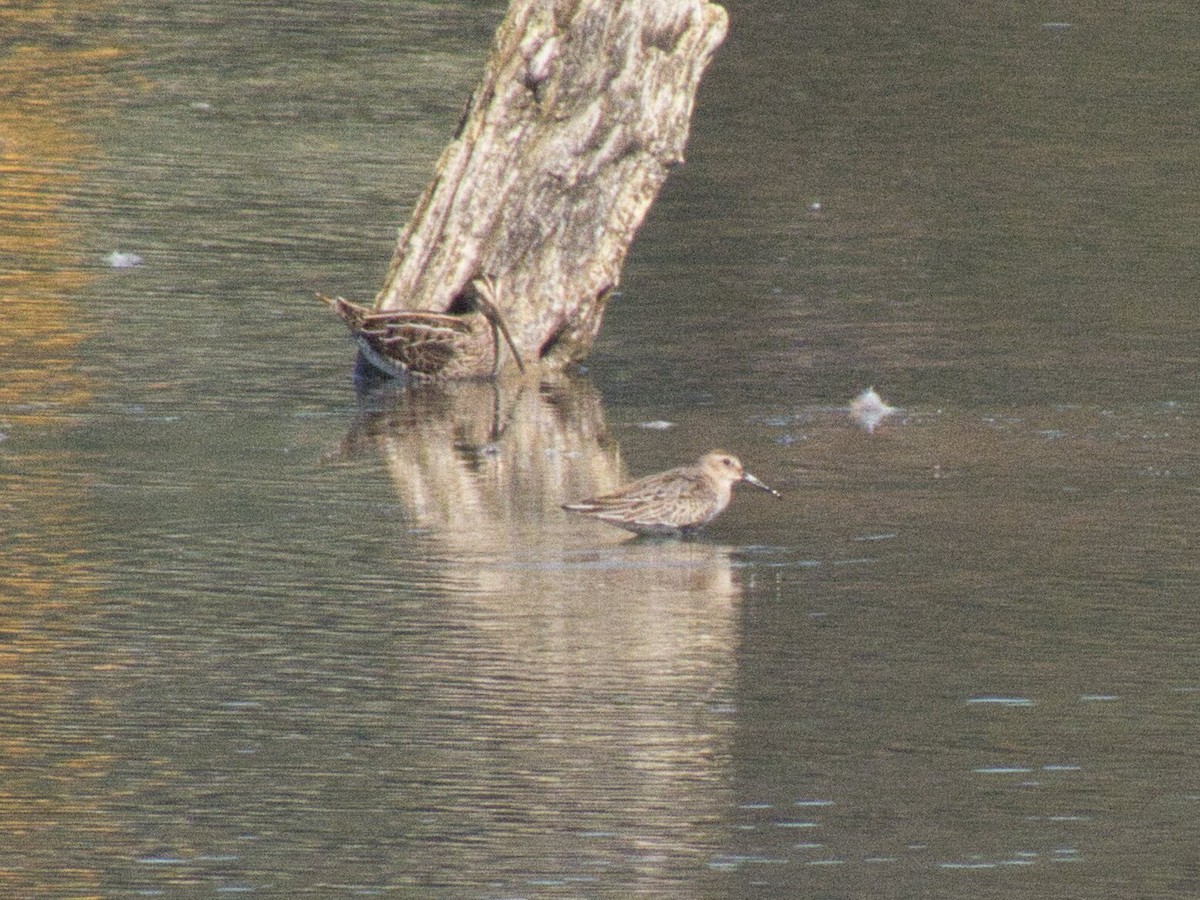 חרטומית ביצות - ML647548430