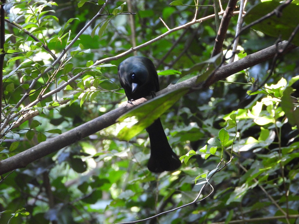 Racket-tailed Treepie - ML647548436