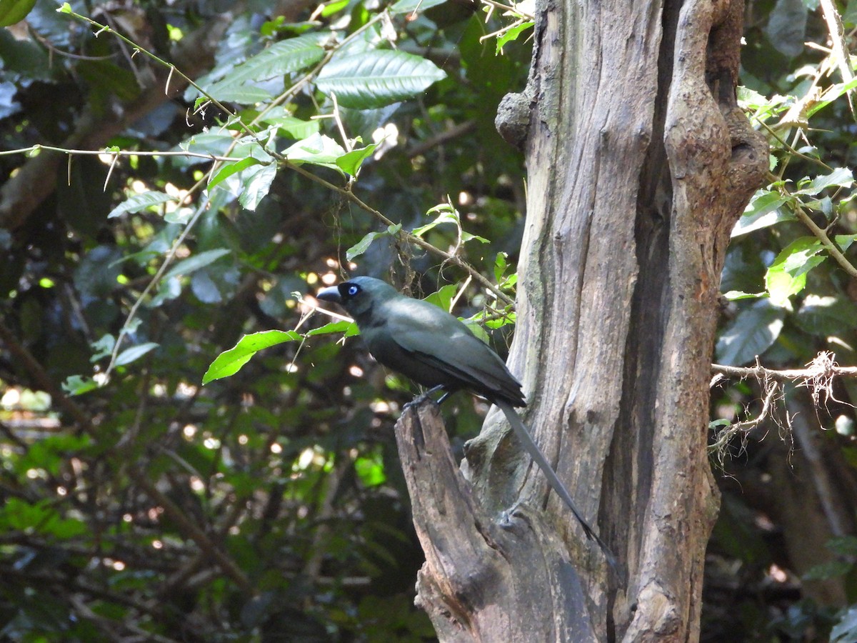 Racket-tailed Treepie - ML647548437