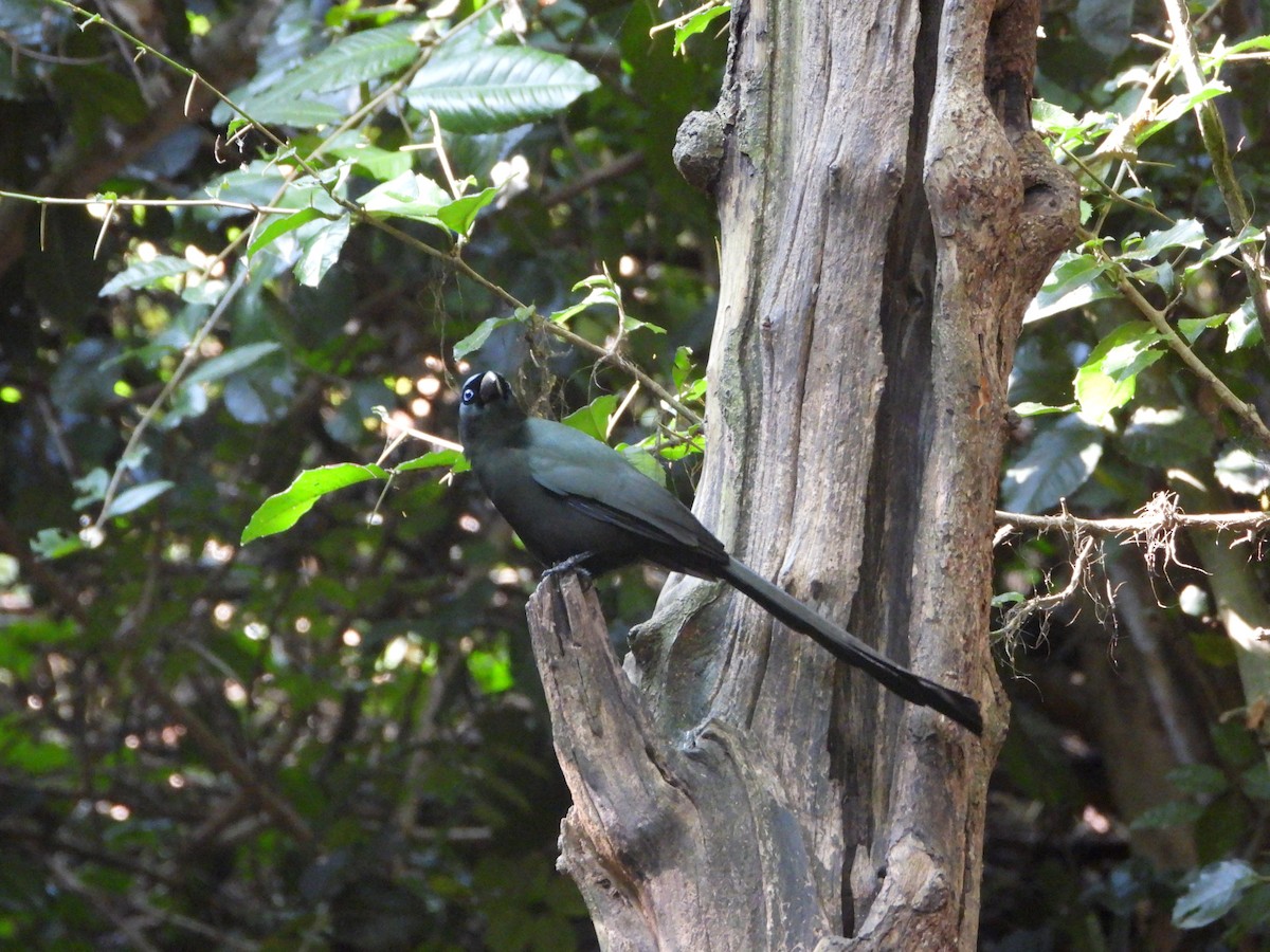 Racket-tailed Treepie - ML647548438