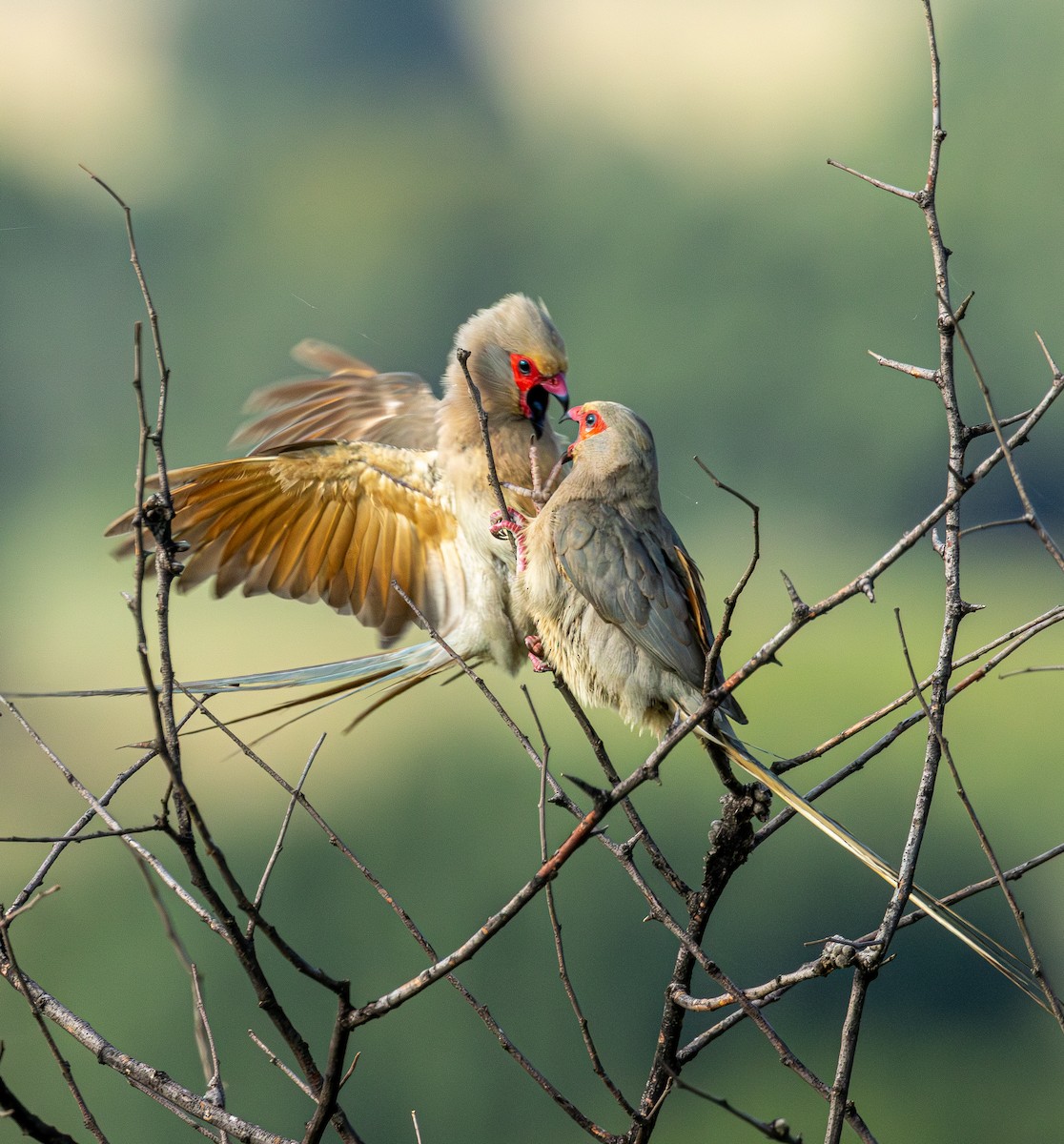 Red-faced Mousebird - ML647548449
