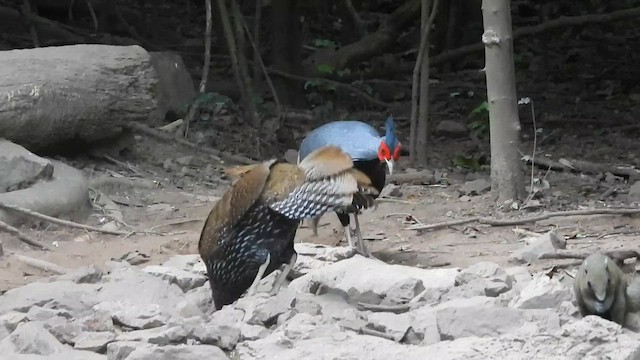 Калидж - ML647548453