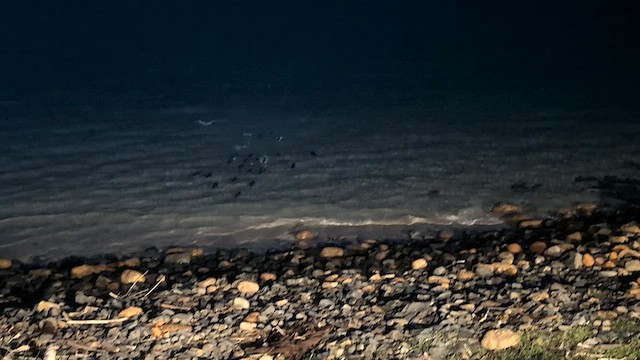 Малый пингвин - ML647548479