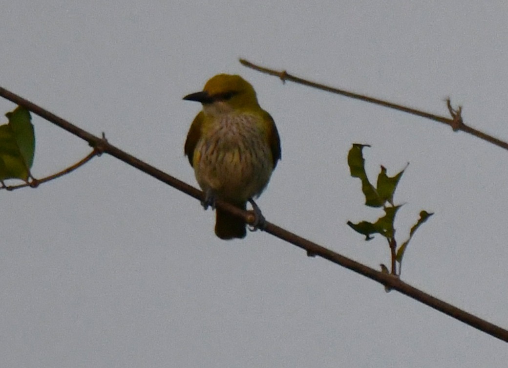 Indian Golden Oriole - ML647548481