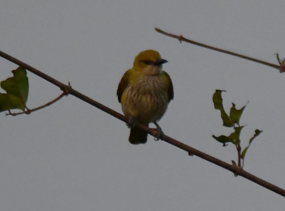 Indian Golden Oriole - ML647548487