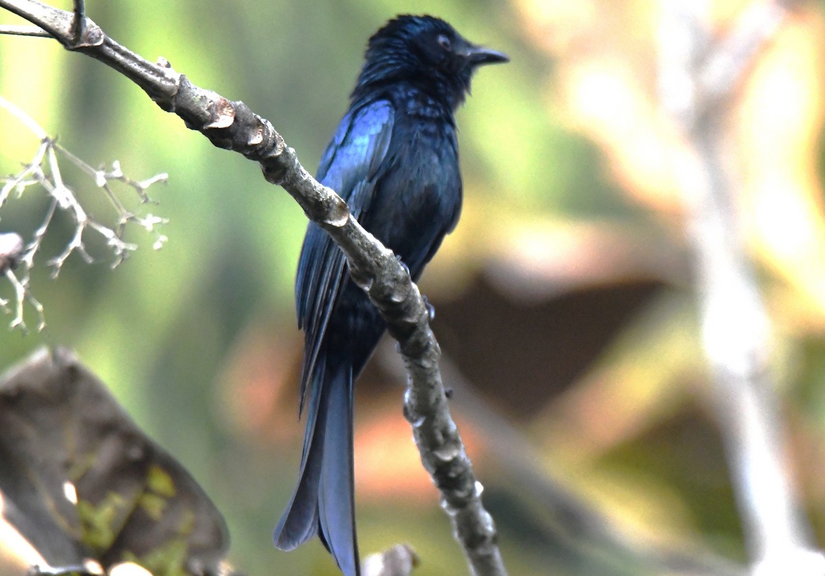 Bronzed Drongo - ML647548516