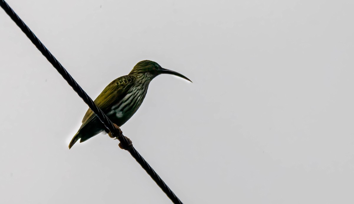Streaked Spiderhunter - ML647548517