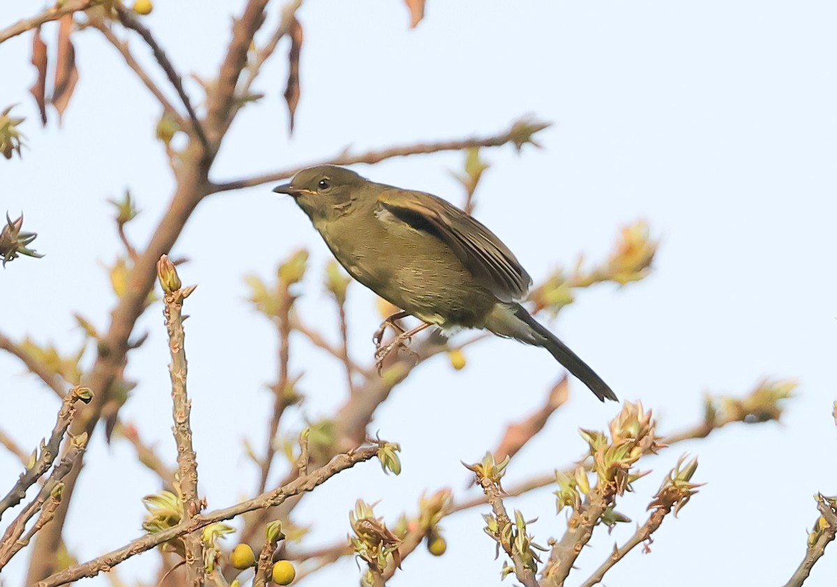 Little Greenbul - ML647548518