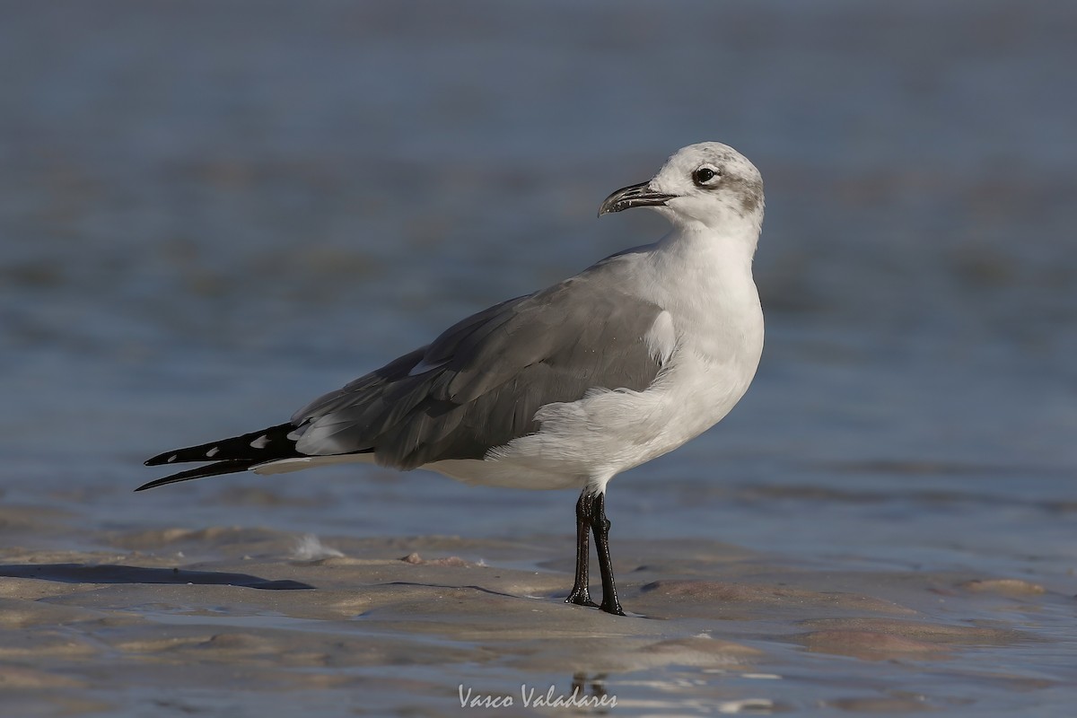 Laughing Gull - ML647548521
