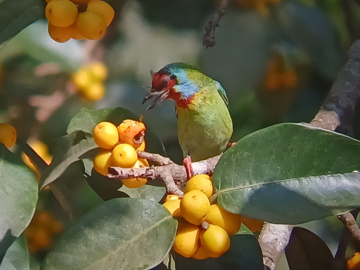 Malabar Barbet - ML647548523
