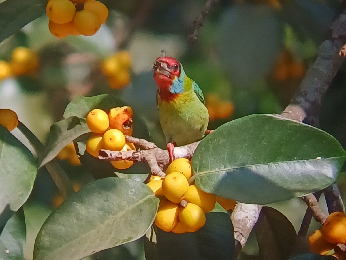 Malabar Barbet - ML647548524