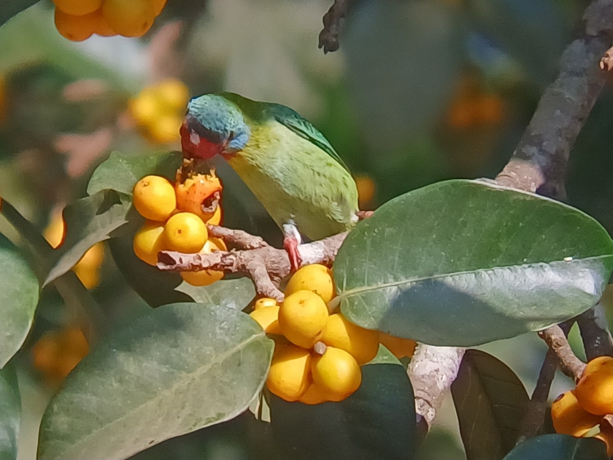 Malabar Barbet - ML647548525