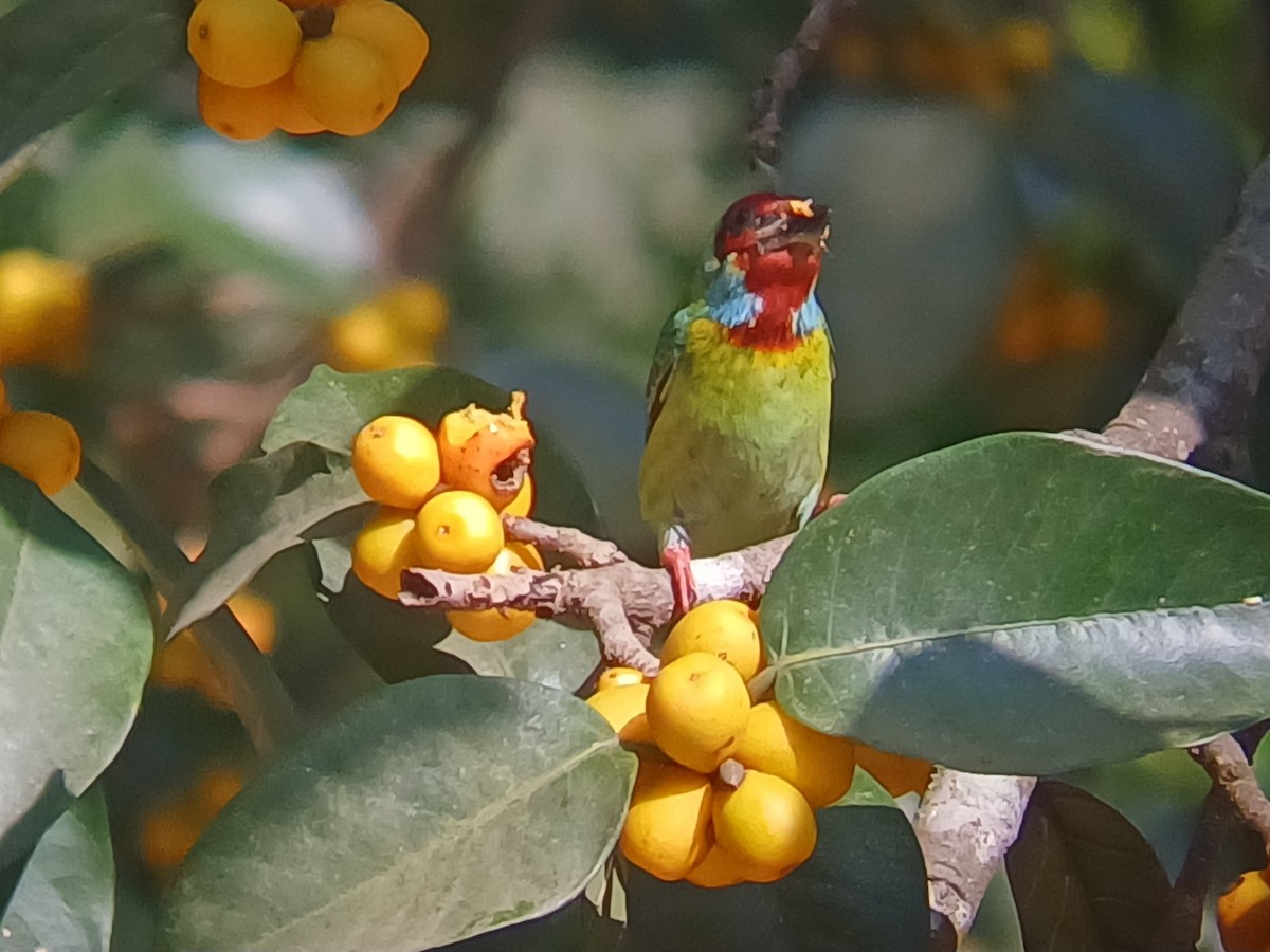 Malabar Barbet - ML647548526