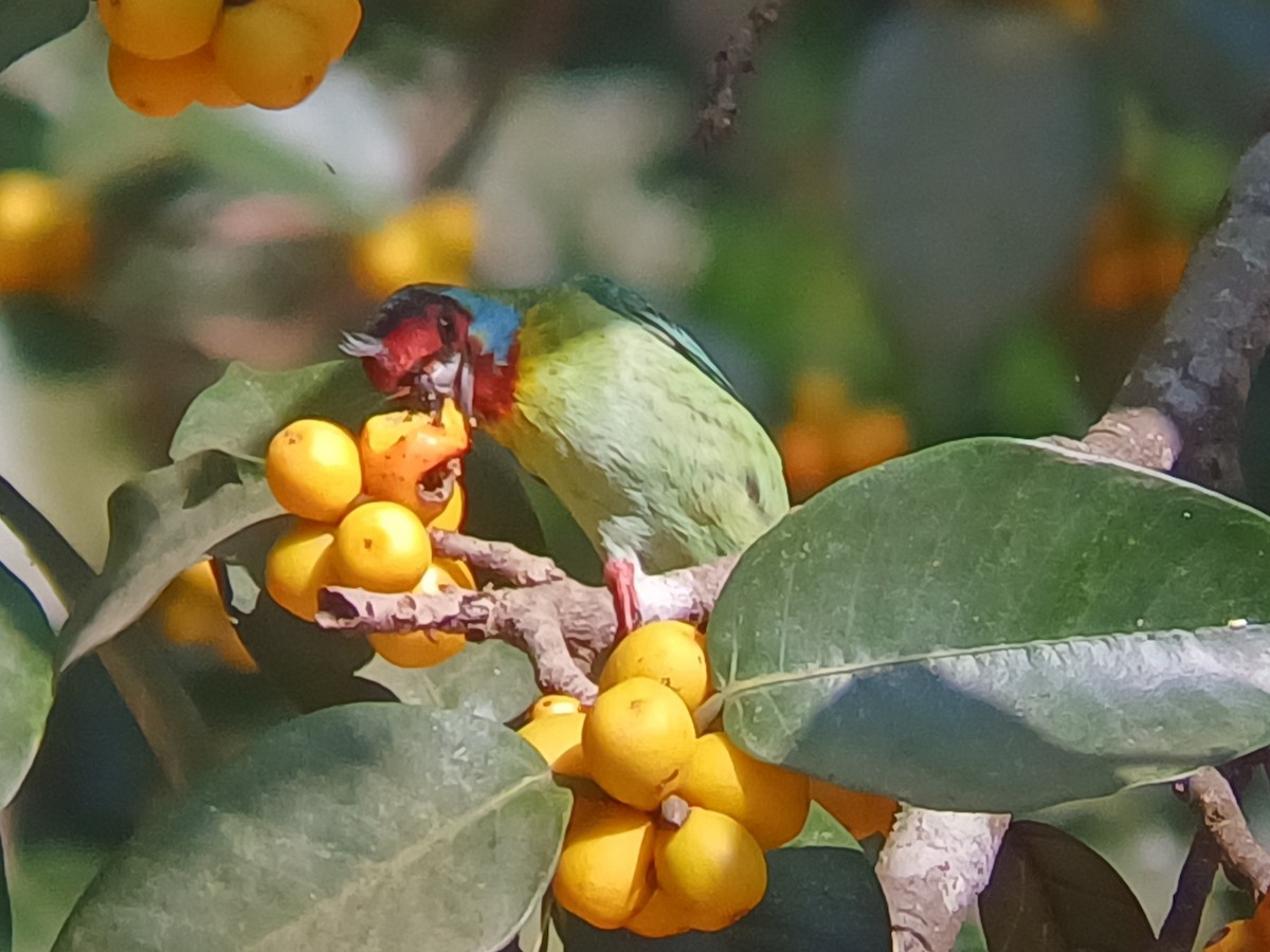 Malabar Barbet - ML647548527