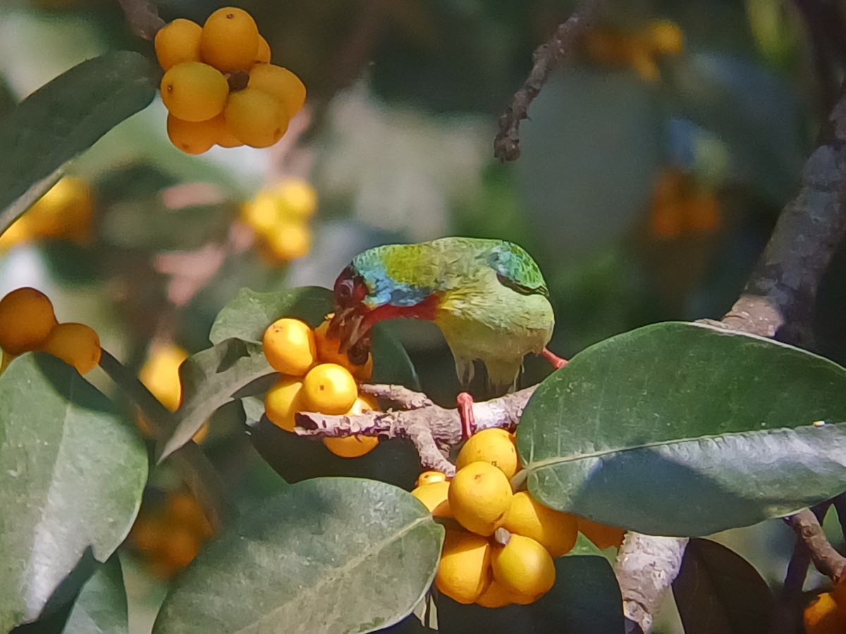Malabar Barbet - ML647548528