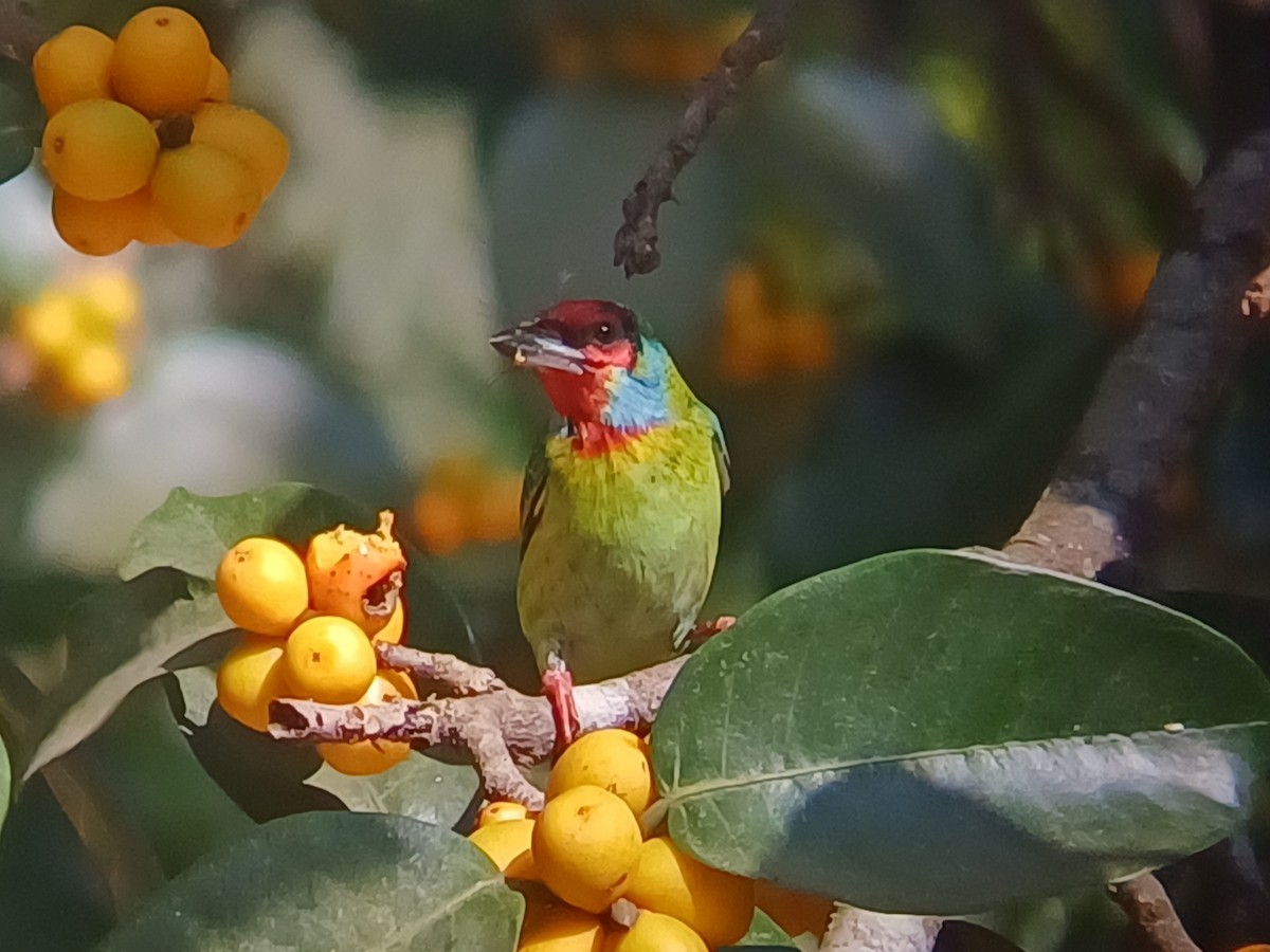 Malabar Barbet - ML647548529