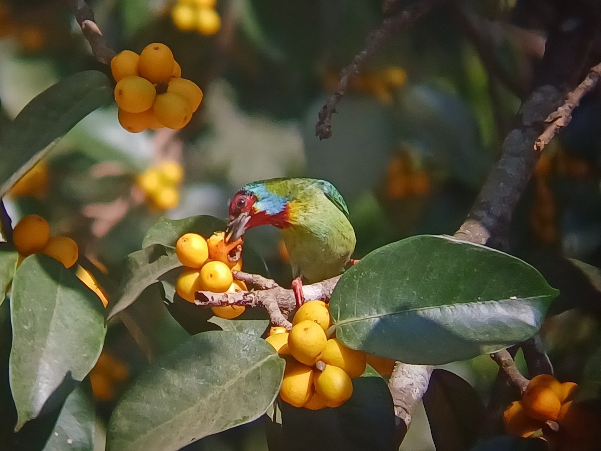 Malabar Barbet - ML647548530