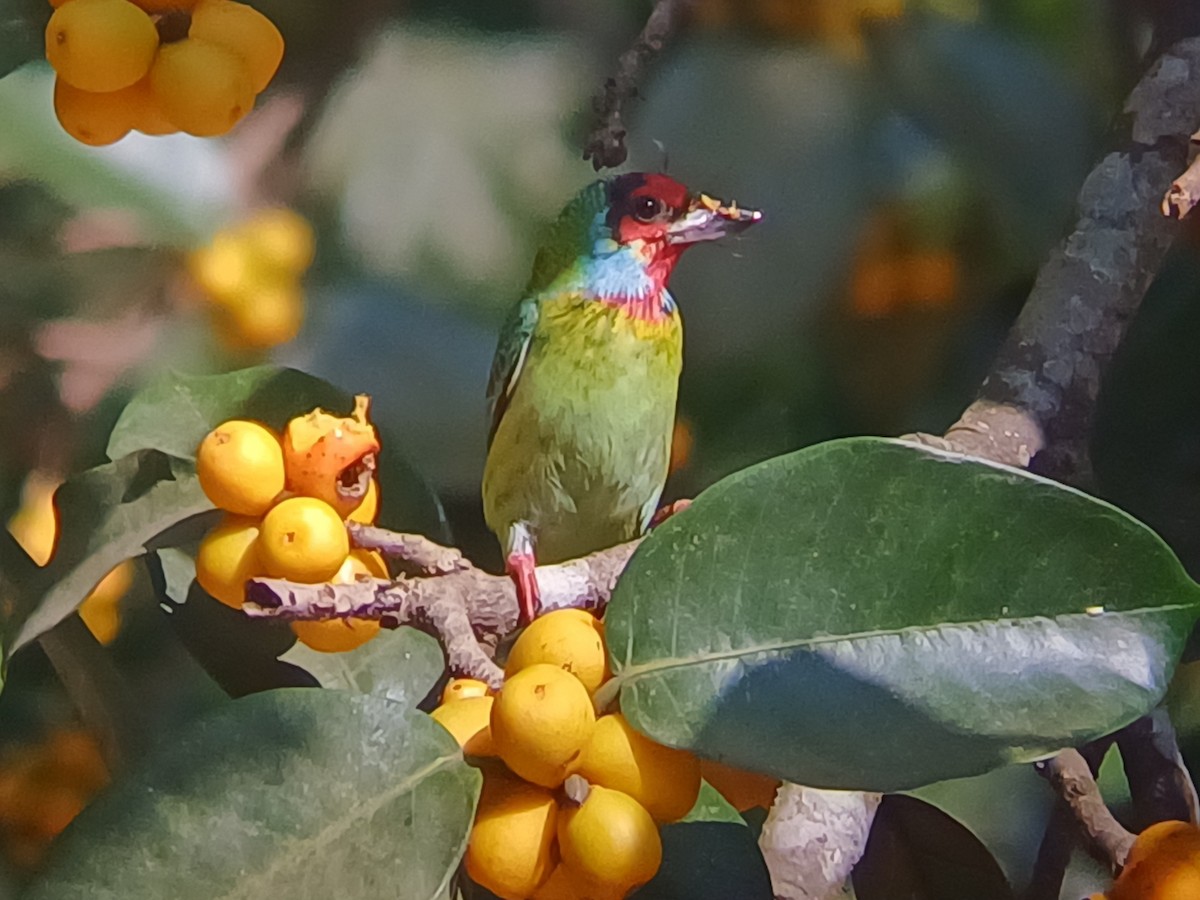 Malabar Barbet - ML647548531