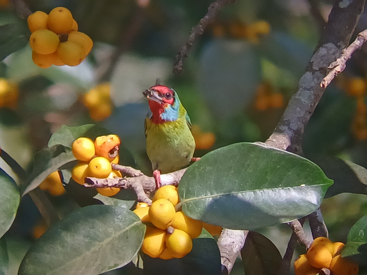 Malabar Barbet - ML647548532
