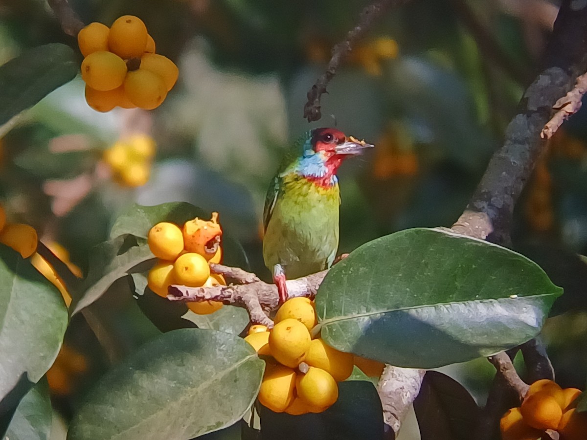Malabar Barbet - ML647548533