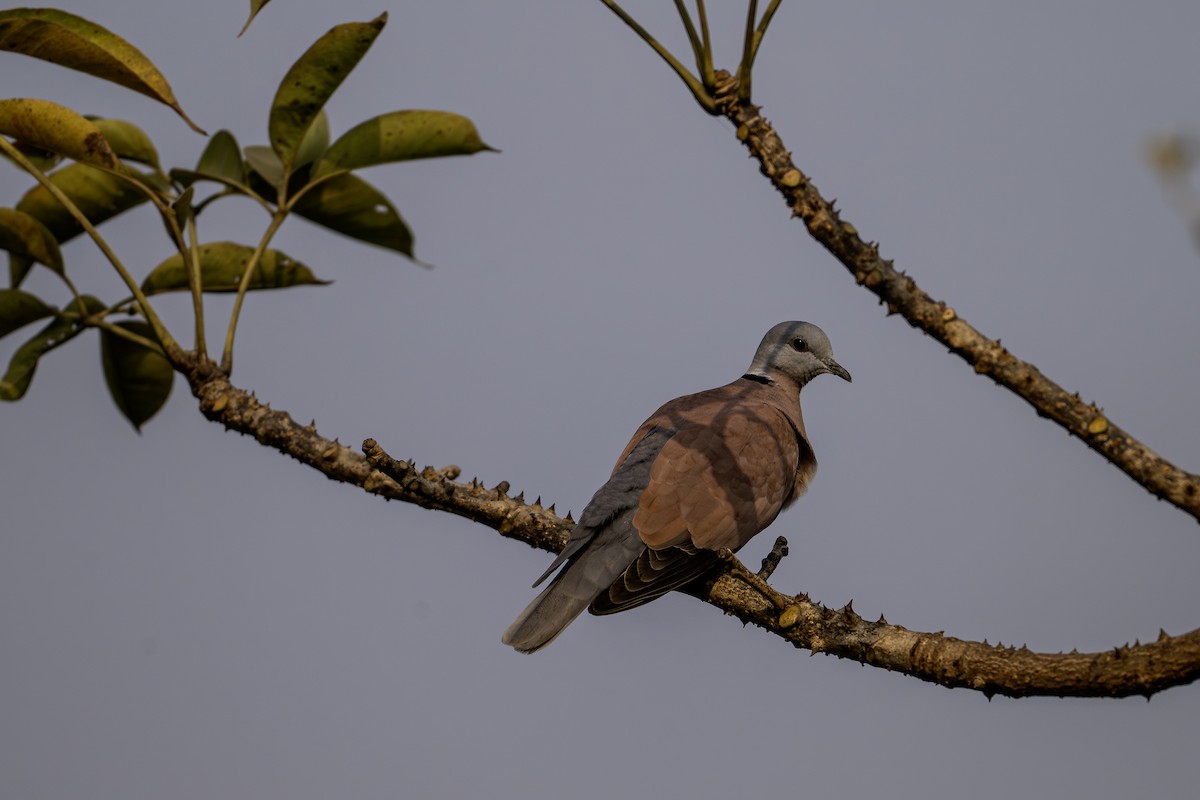 Red Collared-Dove - ML647548534