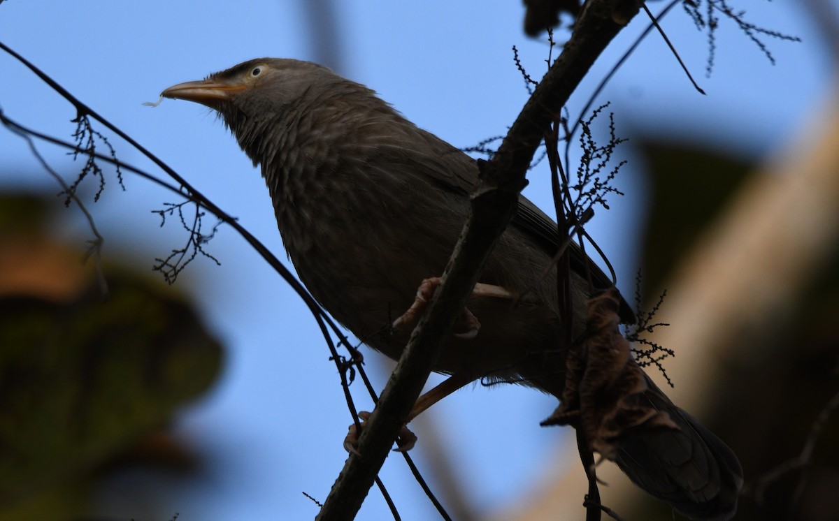Jungle Babbler - ML647548535