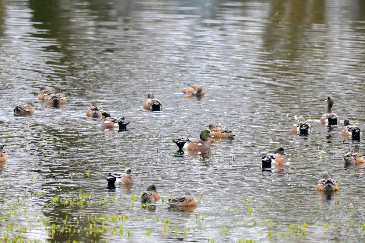 American Wigeon - ML647548536