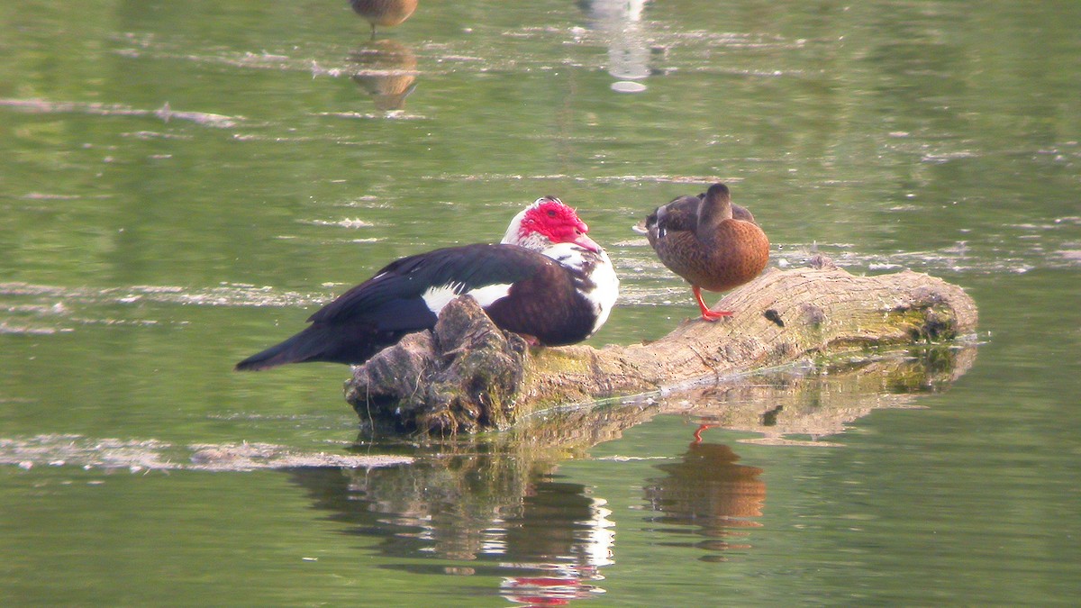 Muscovy Duck (Domestic type) - ML647548537