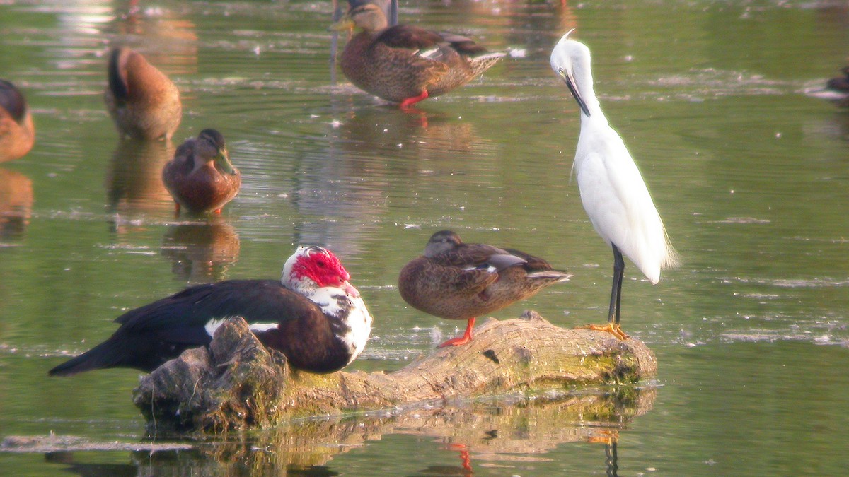 Muscovy Duck (Domestic type) - ML647548538