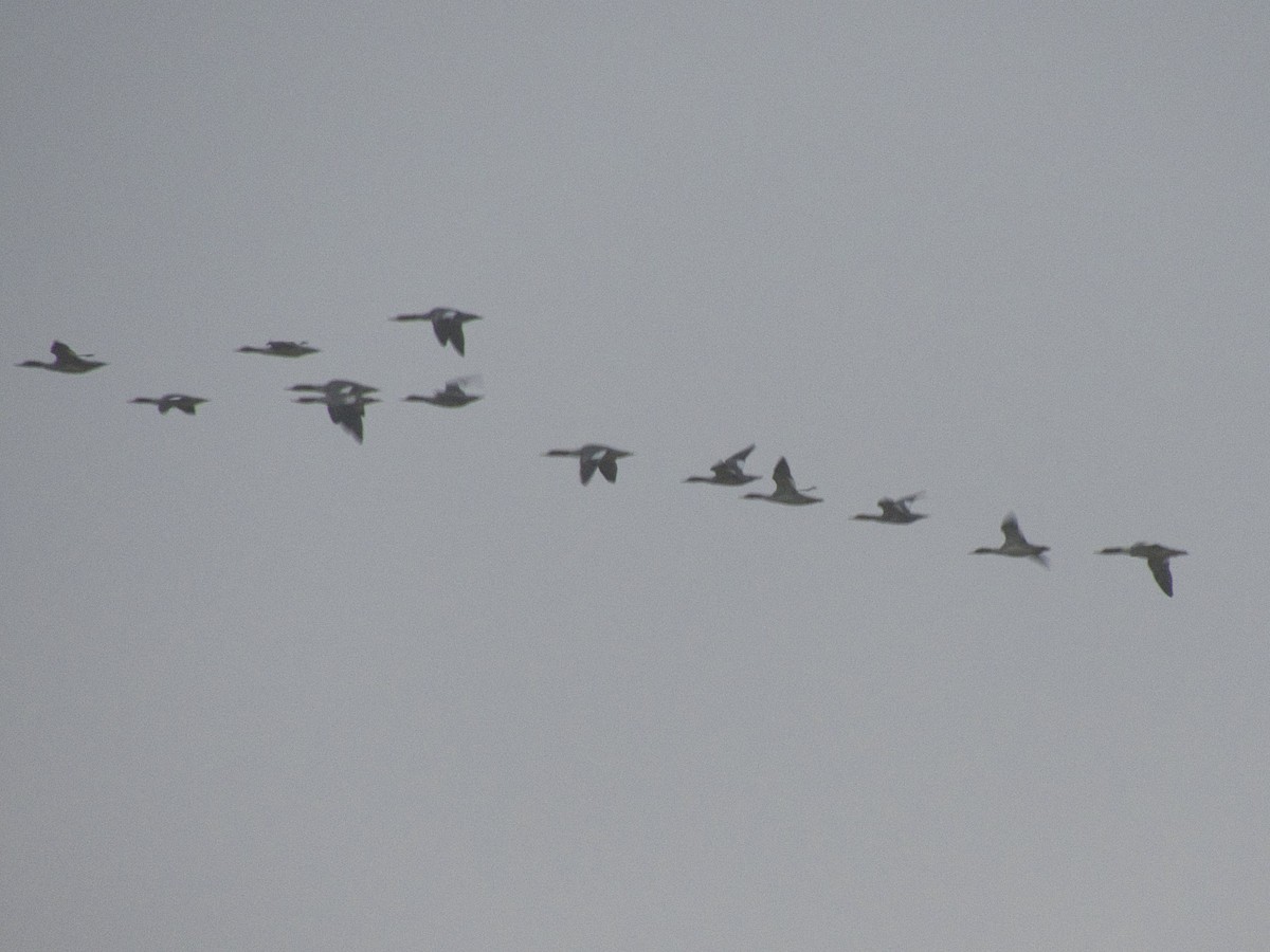 Common Merganser - ML647548539