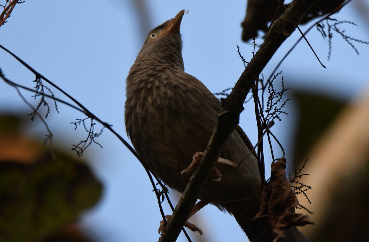 Jungle Babbler - ML647548540